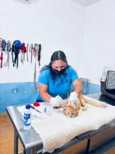 Investigan posible gusano barrenador en un gato de Álamos